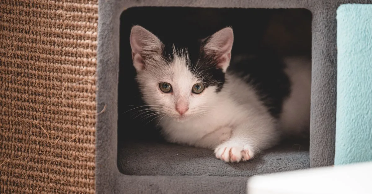 conseils pratiques pour une cohabitation harmonieuse entre votre chat et les autres habitants de la maison.