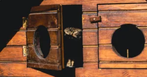 conseils pratiques pour une cohabitation harmonieuse entre plusieurs chats afin d'assurer leur bien-être et prévenir les conflits.
