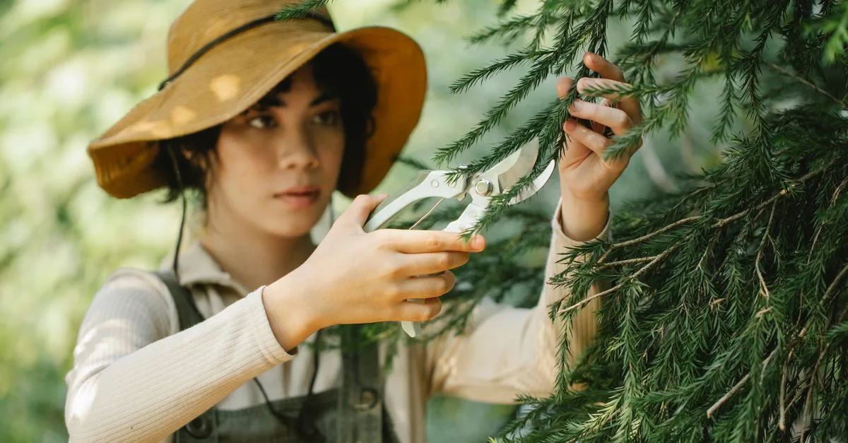 découvrez les meilleures techniques d'élagage pour entretenir vos arbres et arbustes, favoriser leur croissance et améliorer la santé de votre jardin.
